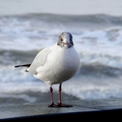 Photo de Mouette