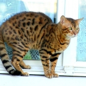 Photo de Bengal