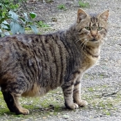 Photo de Chat domestique