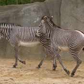 Photo de Zebre