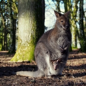 Photo de Wallaby