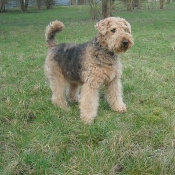 Photo d'Airedale terrier