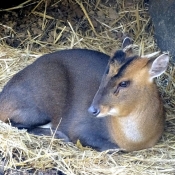 Photo de Muntjac