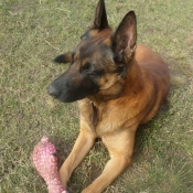 Photo de Berger belge malinois