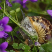 Photo d'Escargot