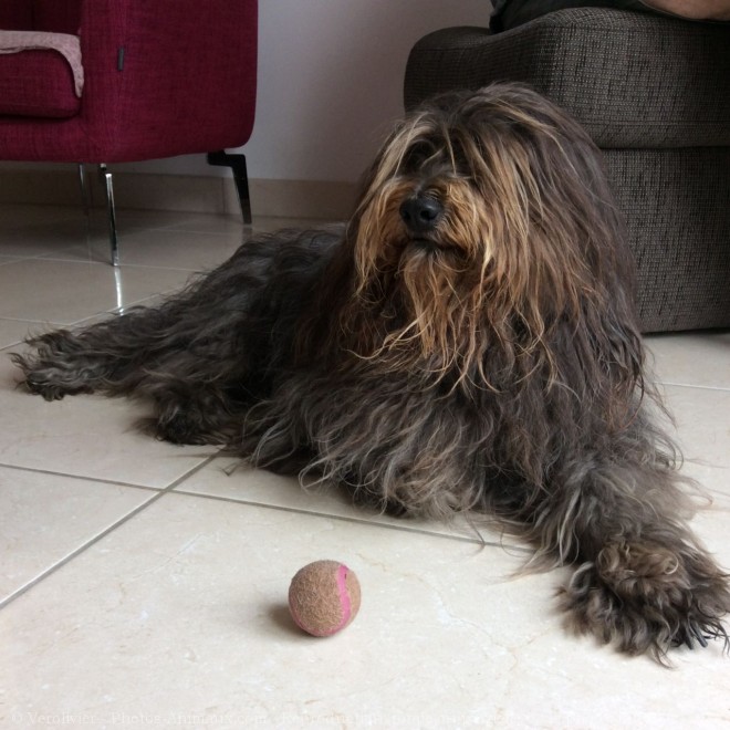 Photo de Bearded collie