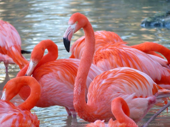 Photo de Flamand rose