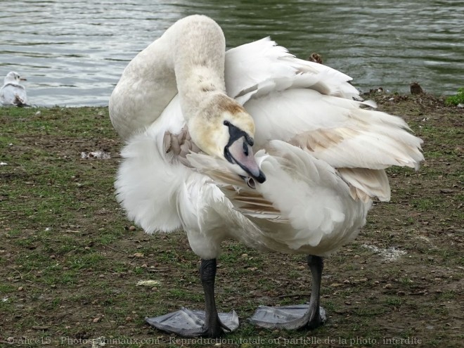 Photo de Cygne