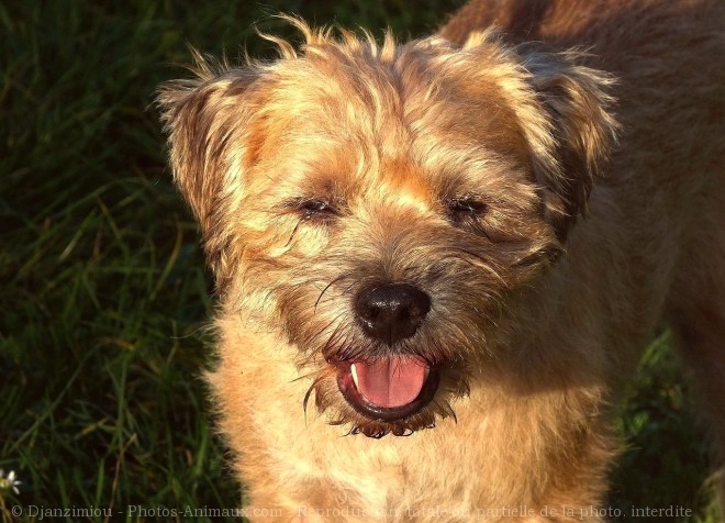 Photo de Border terrier