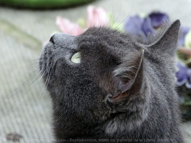 Photo de Chat domestique