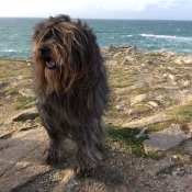 Photo de Bearded collie