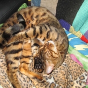 Photo de Bengal