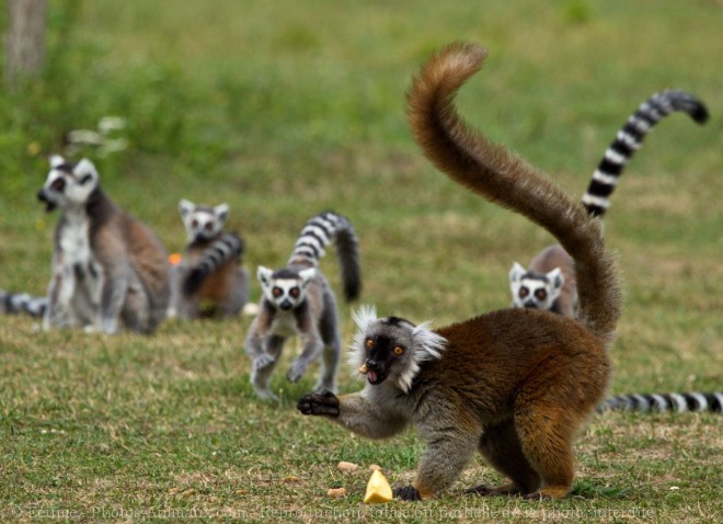 Photo de Lmurien - lmur macaco