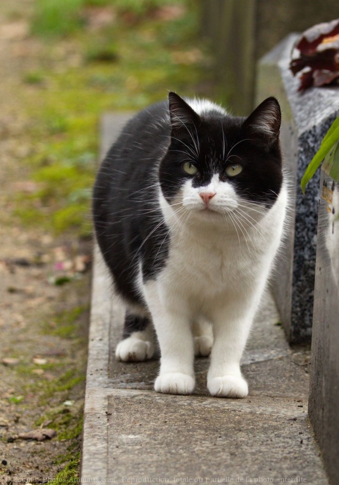 Photo de Chat domestique