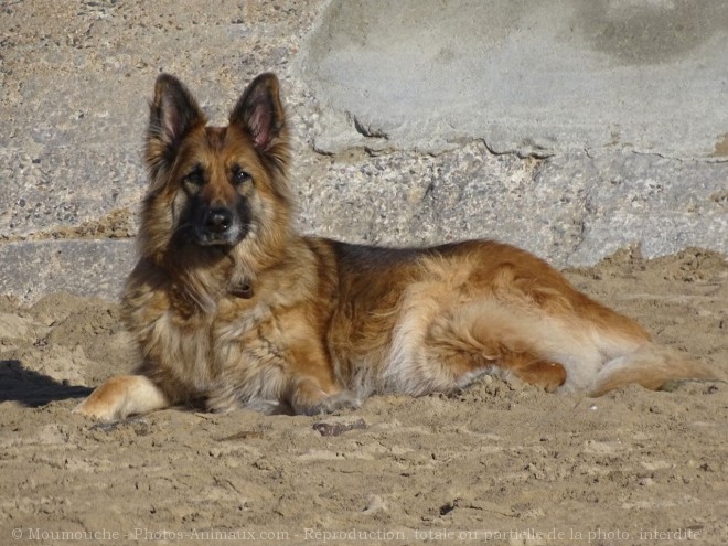 Photo de Berger allemand  poil long