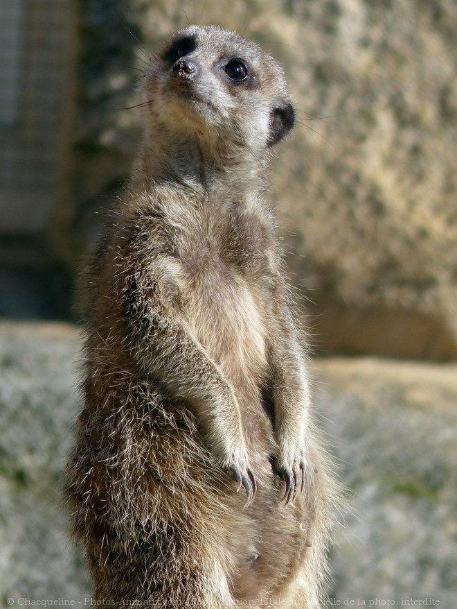 Photo de Suricate