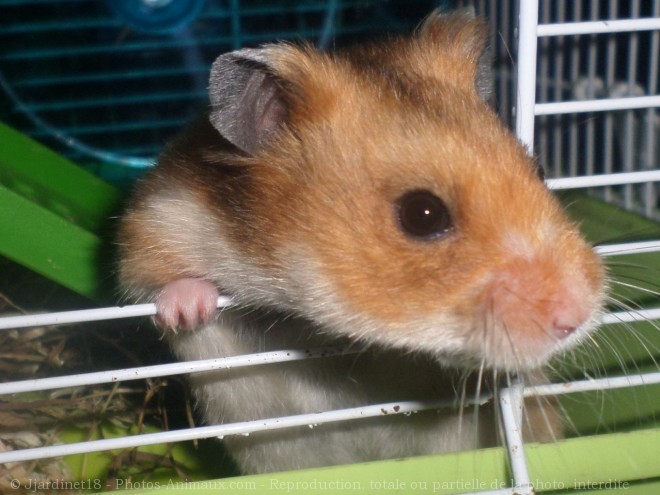 Photo de Hamster