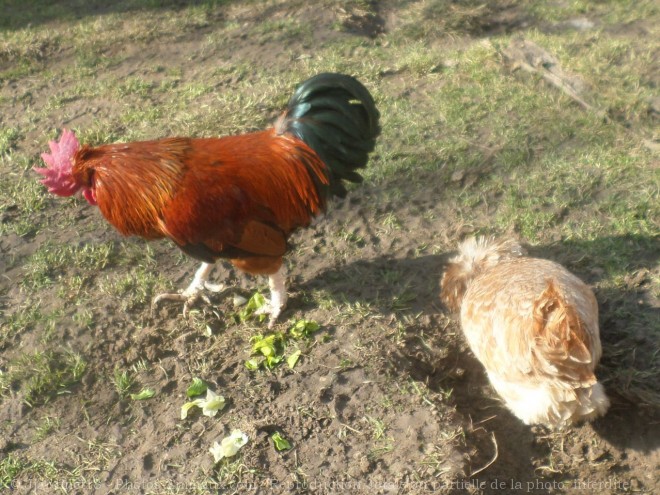 Photo de Poule