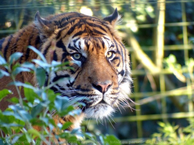 Photo de Tigre