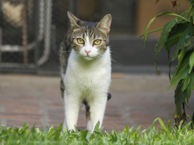 Photo de Chat domestique