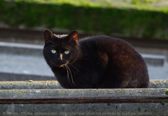 Photo de Chat domestique