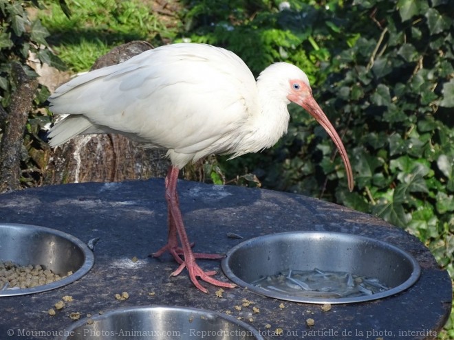 Photo d'Ibis