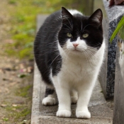 Photo de Chat domestique