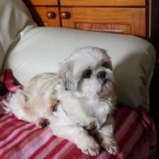 Photo de Shih tzu