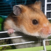 Photo de Hamster