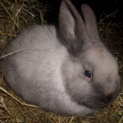 Photo de Lapin