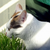 Photo de Chat domestique