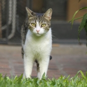 Photo de Chat domestique