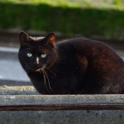 Photo de Chat domestique