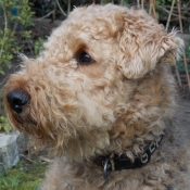 Photo d'Airedale terrier