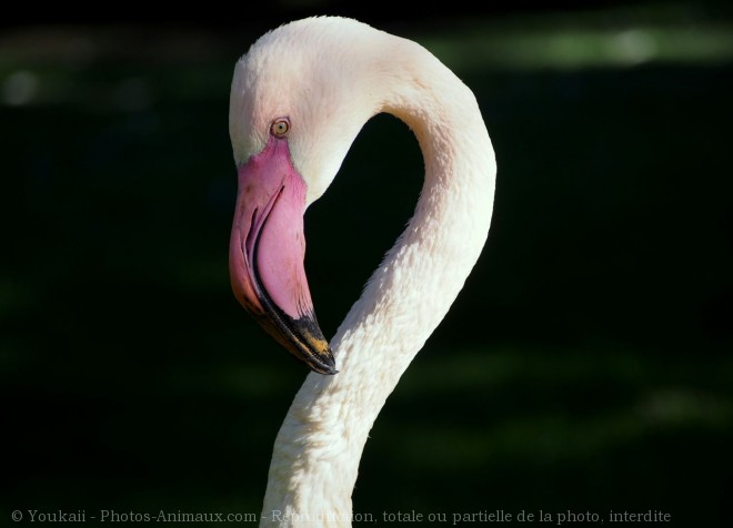 Photo de Flamand rose