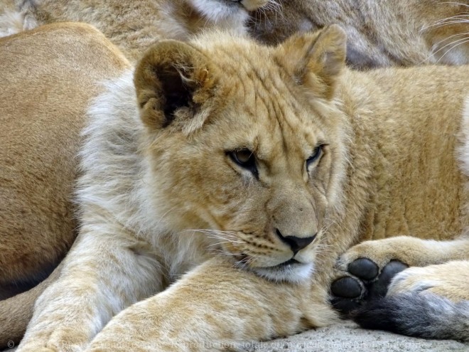 Photo de Lion