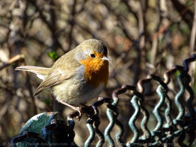 Photo de Rouge gorge