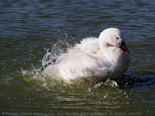 Photo de Canard