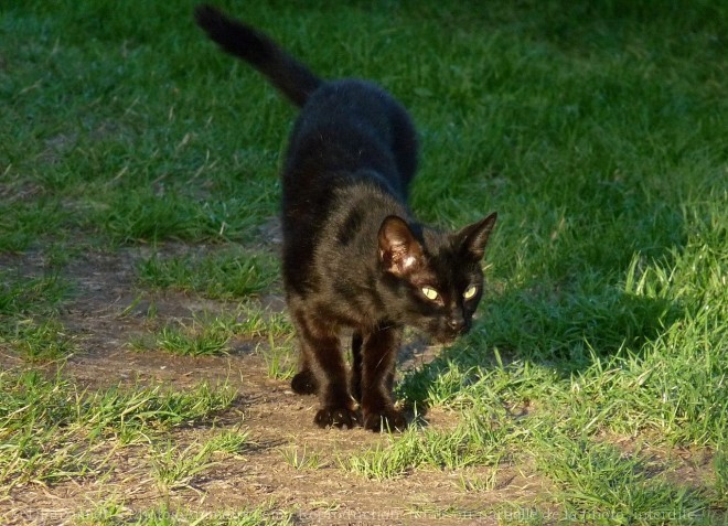 Photo de Chat domestique