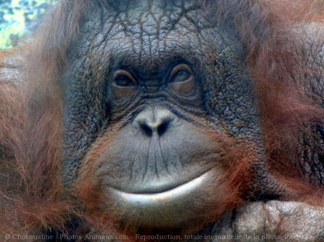 Photo d'Orang-outan