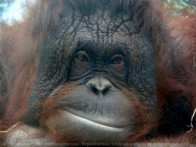 Photo d'Orang-outan