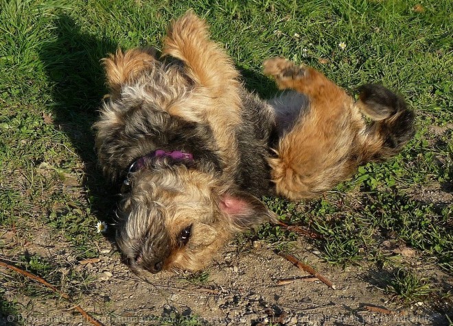 Photo de Border terrier