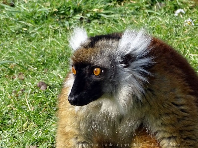 Photo de Lmurien - lmur macaco