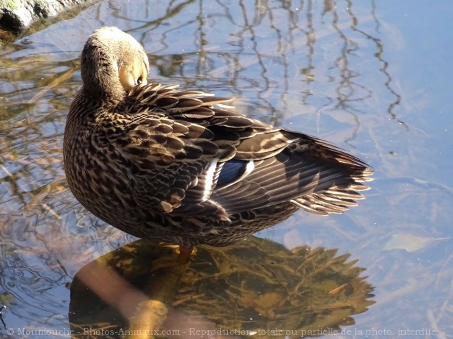 Photo de Canard colvert