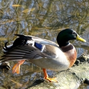 Photo de Canard colvert