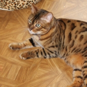 Photo de Bengal