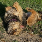 Photo de Border terrier