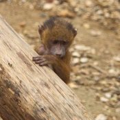 Photo de Singe - baboin