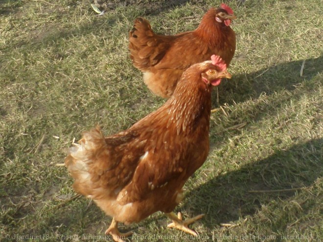 Photo de Poule