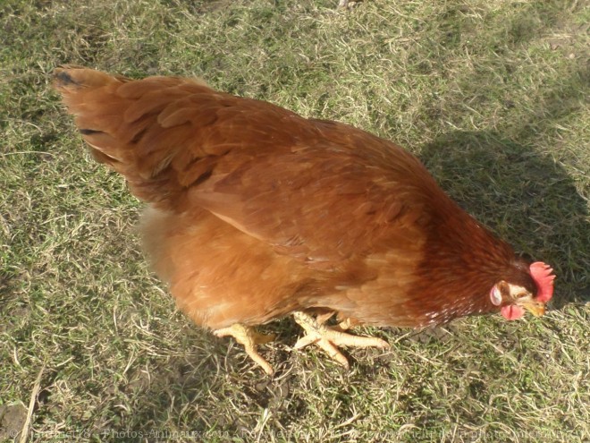 Photo de Poule